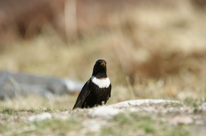 Ring Ouzel