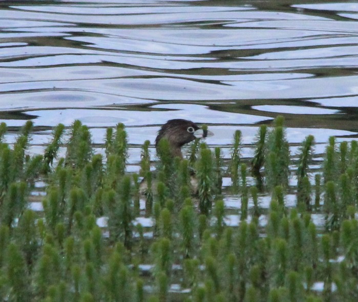 Pied-billed Grebe
