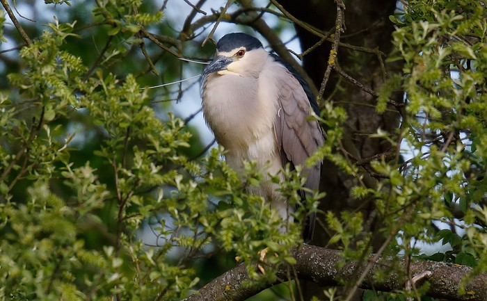 Night Heron