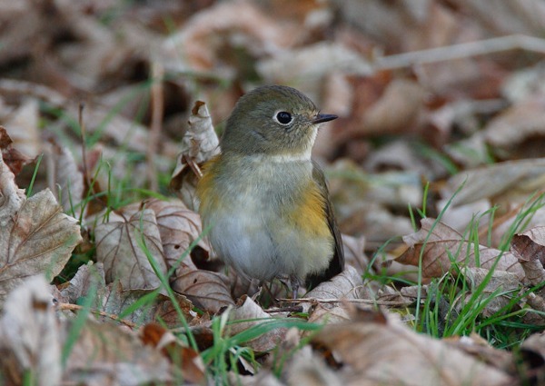 Red-flanked Bluetail