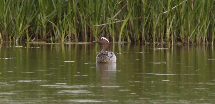 Garganey