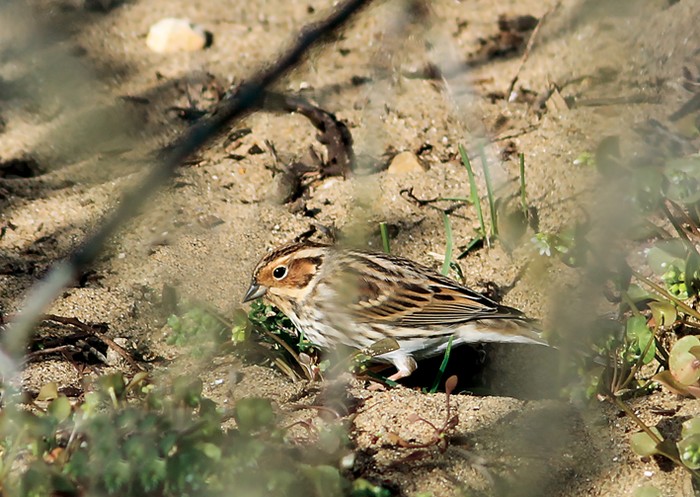 Little Bunting