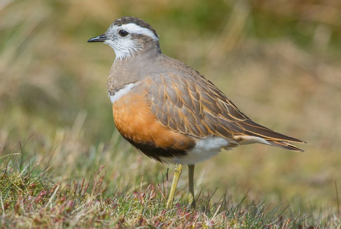 Dotterel