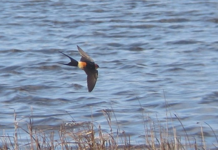 Red-rumped Swallow