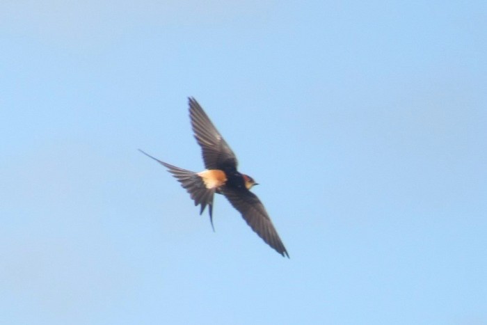Red-rumped Swallow