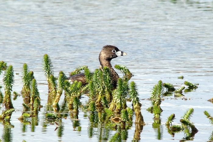 Pied-billed Grebe