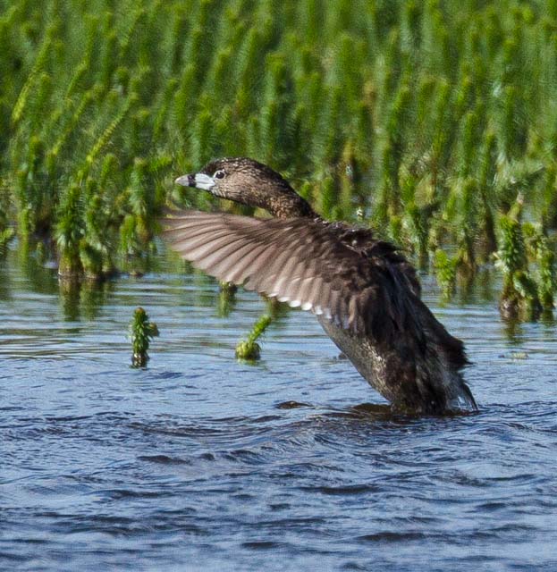 Pied-billed Grebe