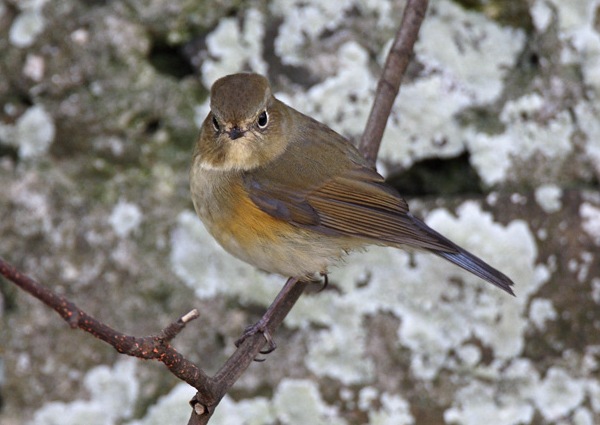 Red-flanked Bluetail