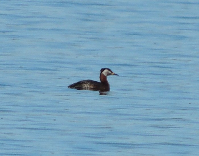 Red-necked Grebe