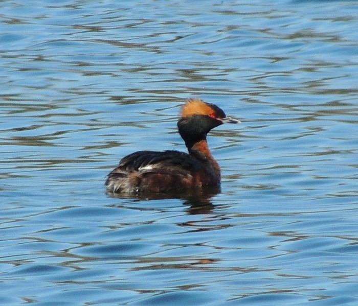 Slavonian Grebe