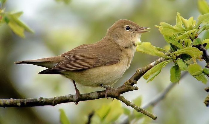 Garden Warbler
