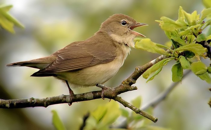 Garden Warbler