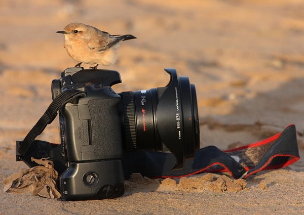 Desert Wheatear