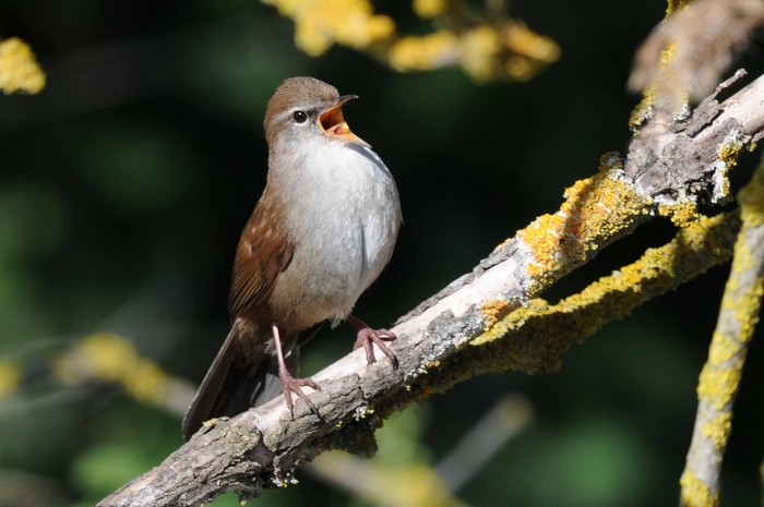 Cetti's Warbler