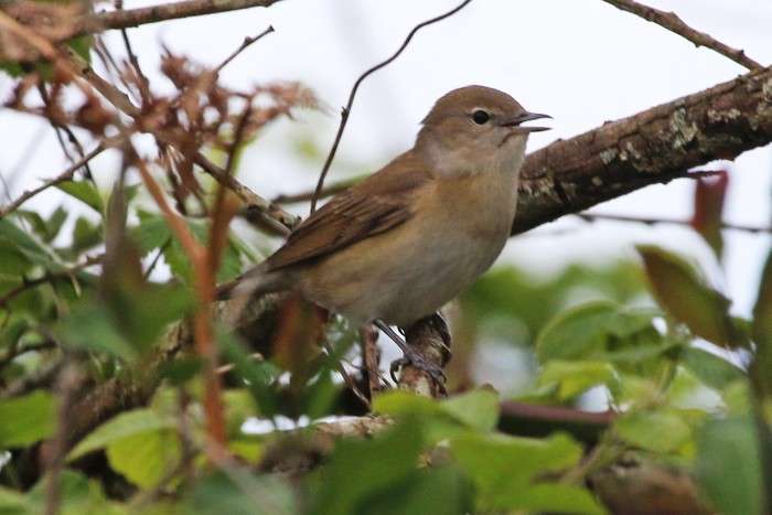 Garden Warbler