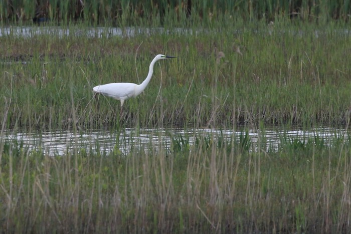 Great White Egret