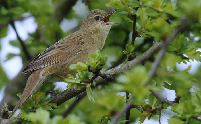 Grasshopper Warbler
