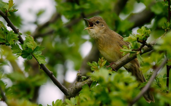 Grasshopper Warbler
