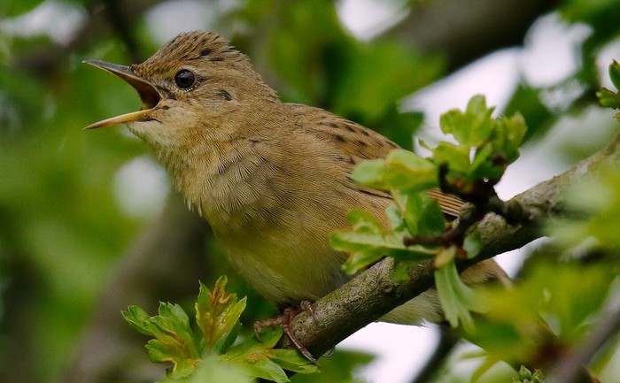 Grasshopper Warbler