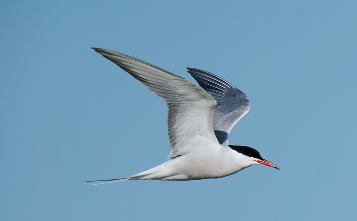 Common Tern