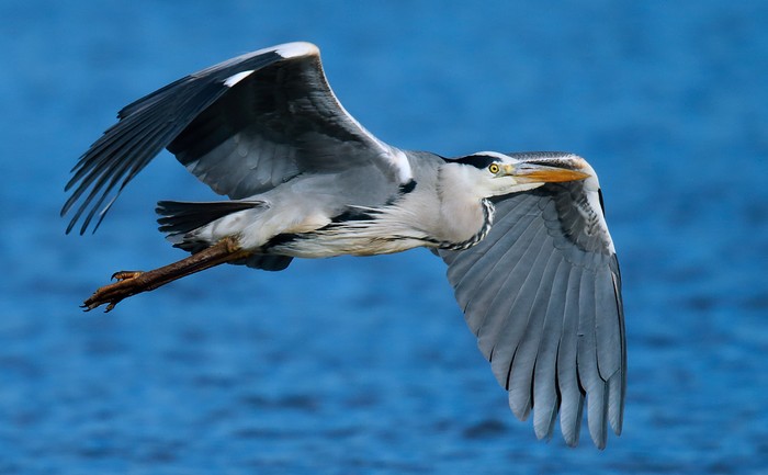 Grey Heron