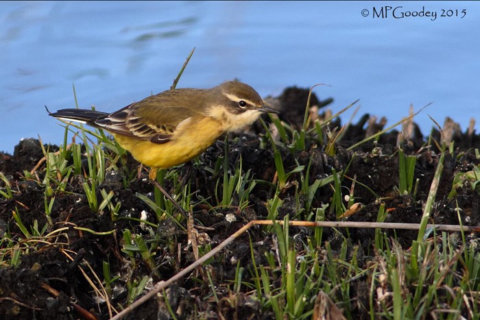 Yellow Wagtail