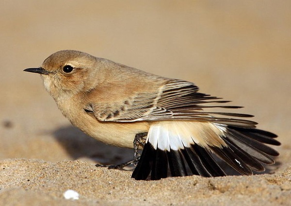 Desert Wheatear