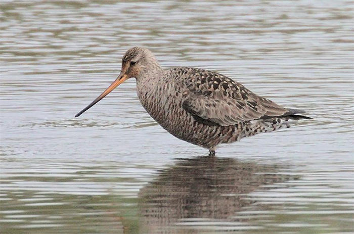 Hudsonian Godwit