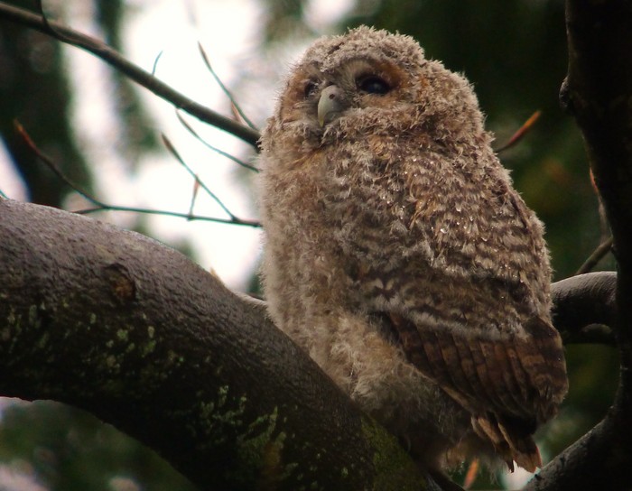 Tawny Owl