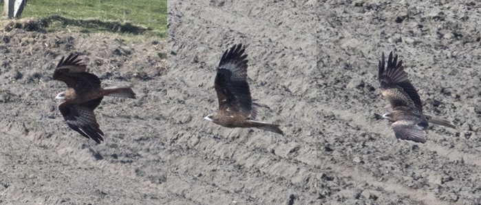 Black Kite