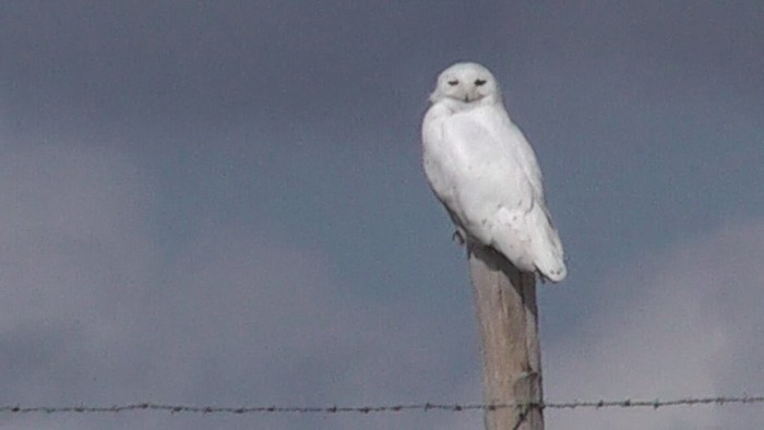 Snowy Owl