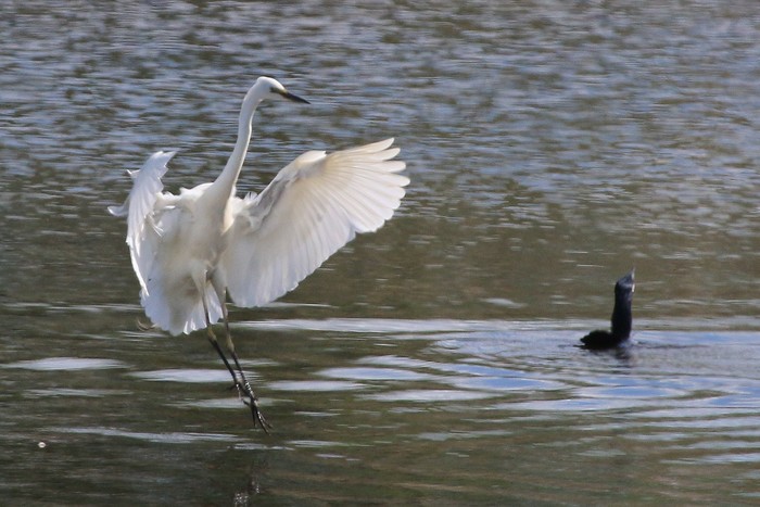 Great White Egret