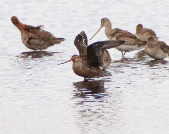 Hudsonian Godwit