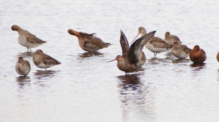 Hudsonian Godwit