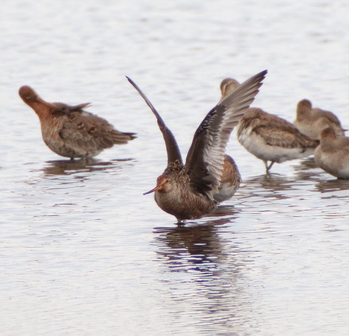 Hudsonian Godwit
