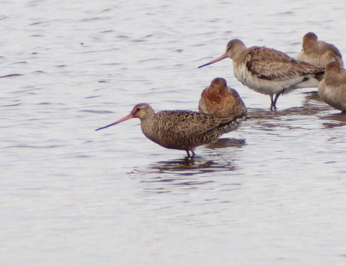Hudsonian Godwit