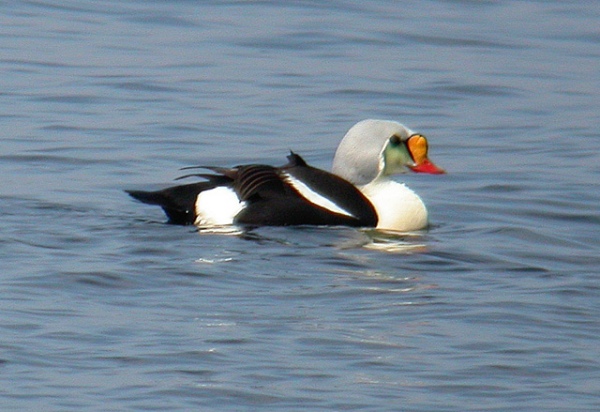 King Eider