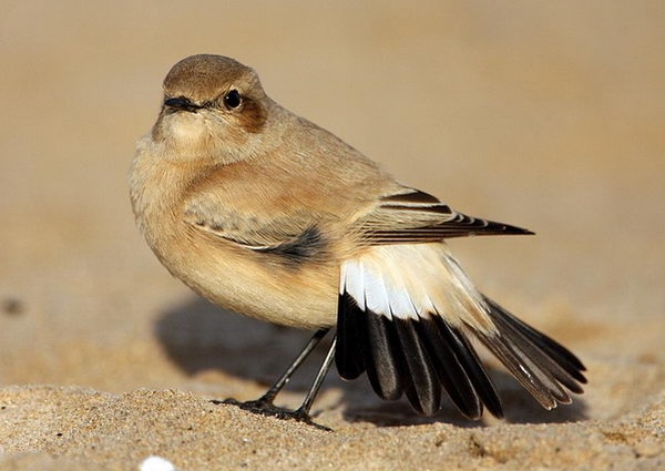 Desert Wheatear