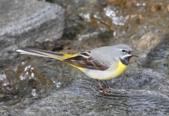 Grey Wagtail