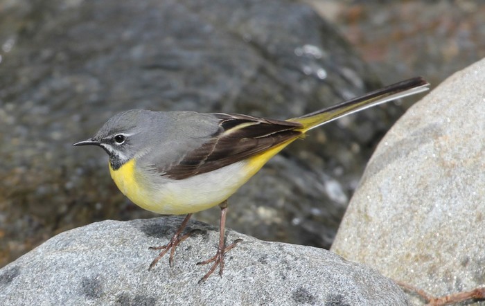 Grey Wagtail