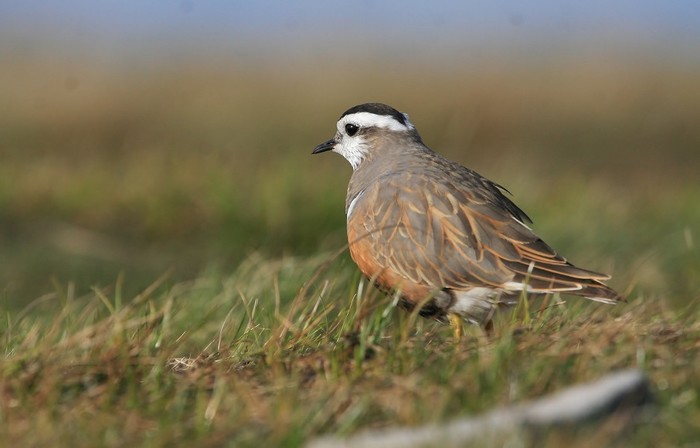 Dotterel