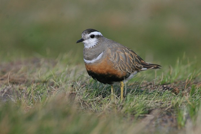 Dotterel