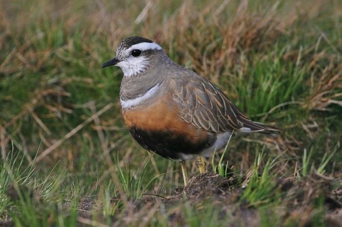 Dotterel