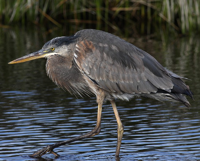 Great Blue Heron