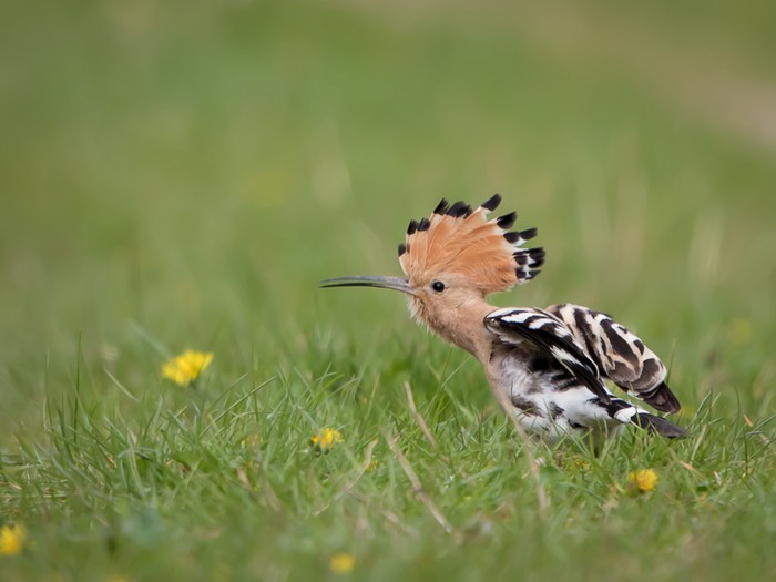 Hoopoe