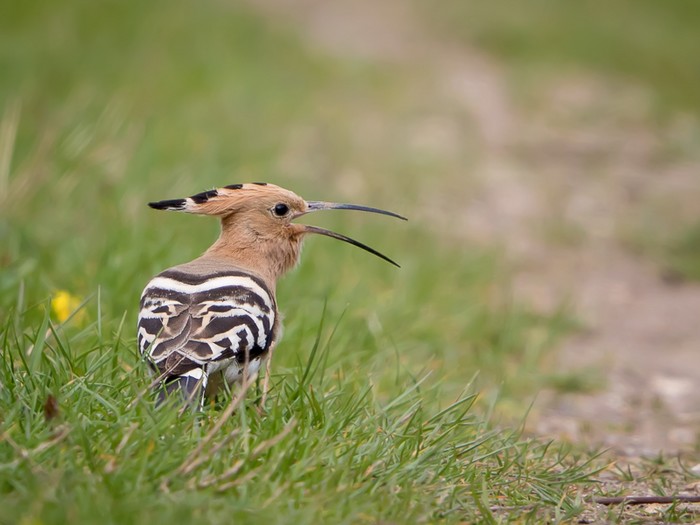 Hoopoe