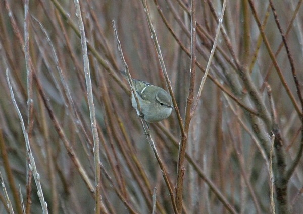 Hume's Yellow-browed Warbler