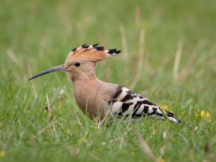 Hoopoe
