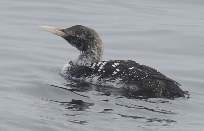 White-billed Diver
