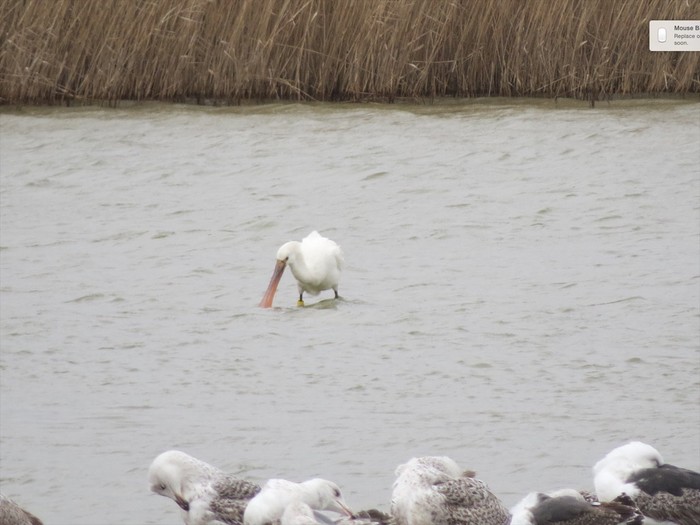 Spoonbill